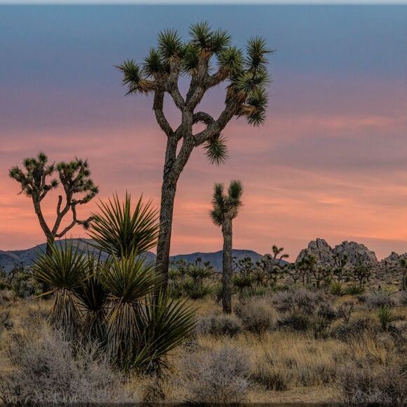 Some Amazing JT sunsets! - Picture 12 of 16